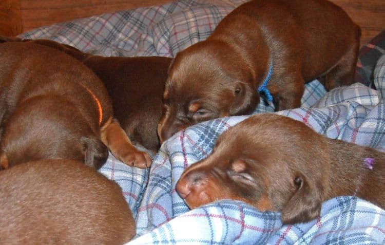 2 week old doberman puppies red and rust