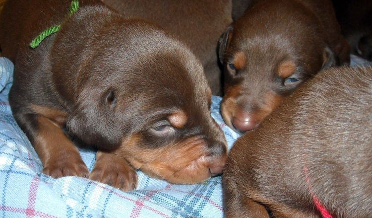 2 week old doberman puppies red and rust