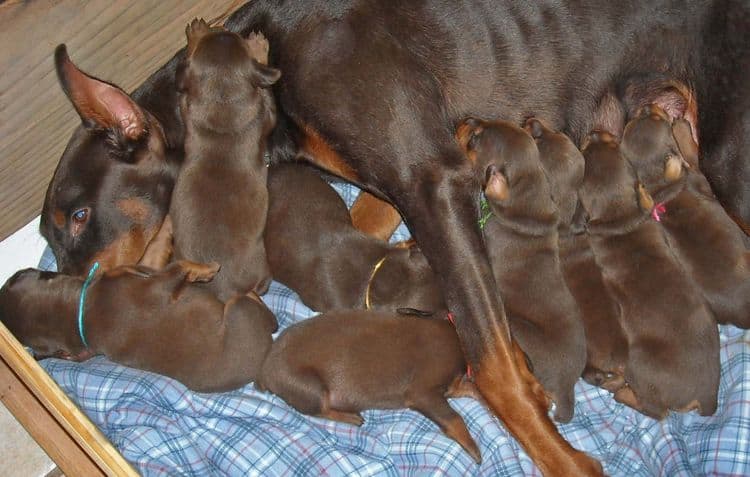 2 week old doberman puppies red and rust