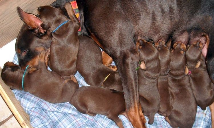 2 week old doberman puppies red and rust