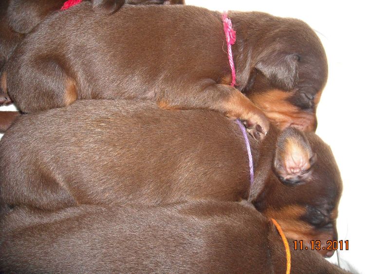 2 week old doberman puppies red and rust