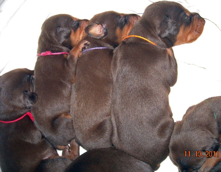 2 week old doberman puppies red and rust