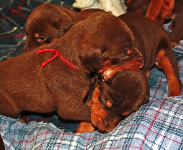 3 week old doberman puppies red and rust