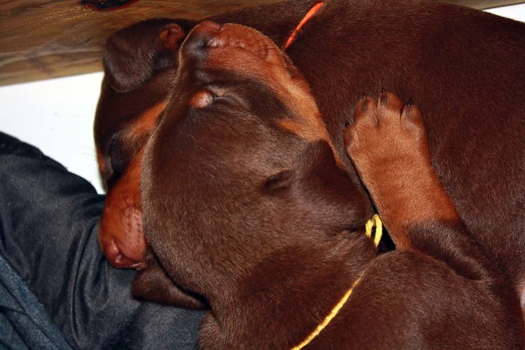 3 week old doberman puppies red and rust