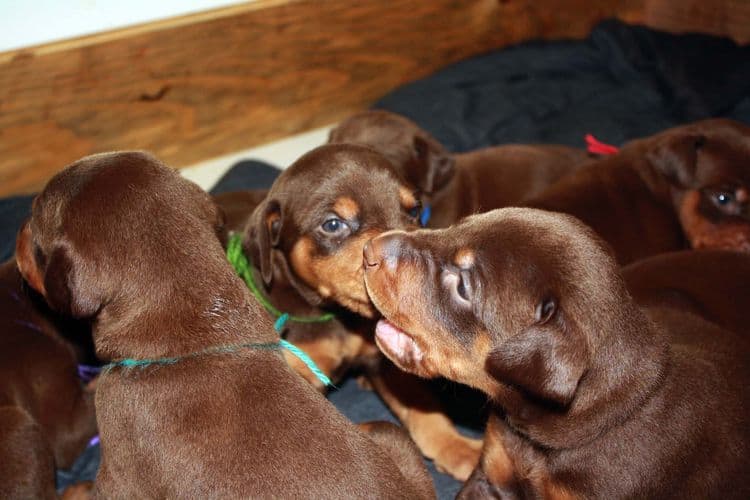 3 week old doberman puppies red and rust