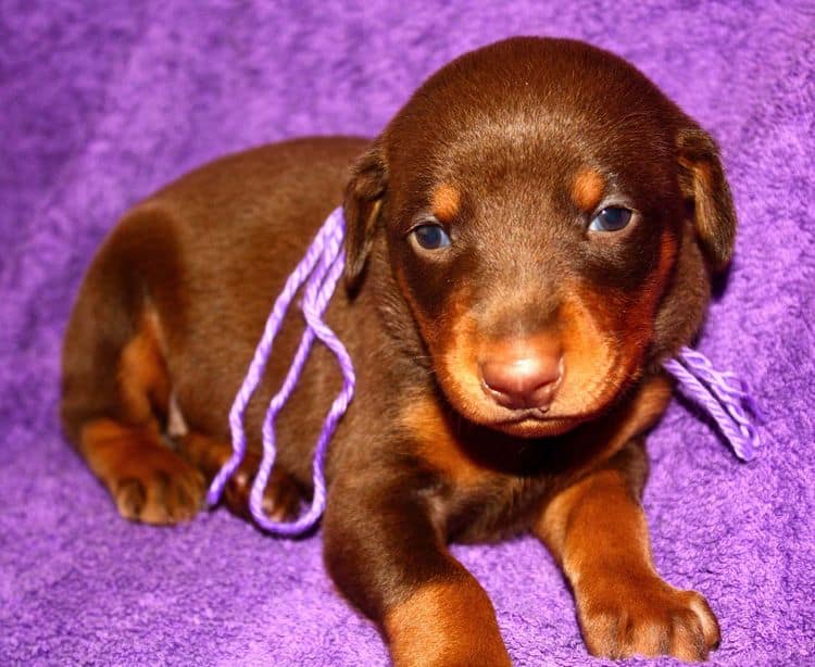 3 week old female doberman puppy red and rust