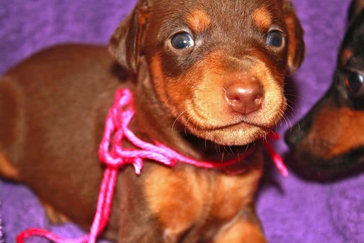 3 week old female doberman puppy red and rust