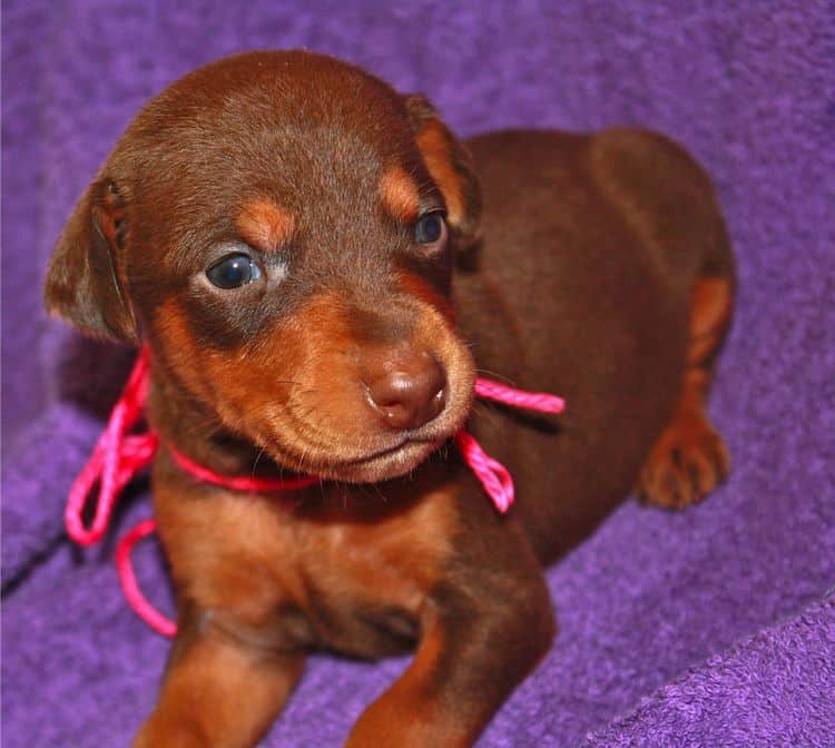 3 week old female doberman puppy red and rust