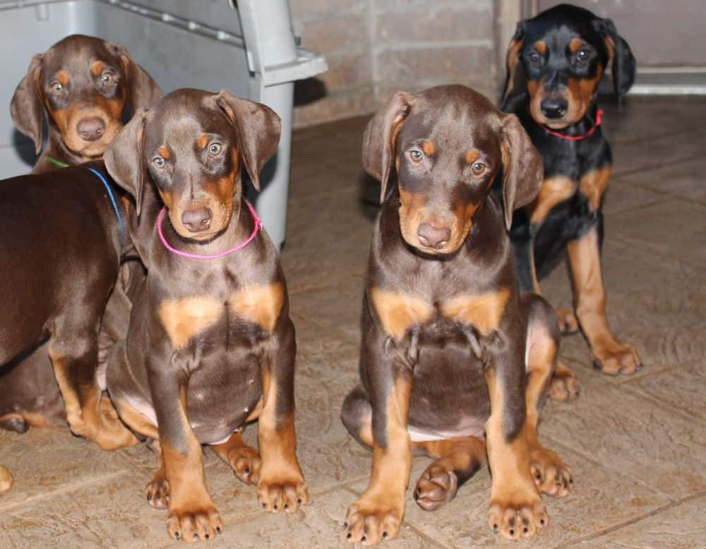 Doberman Pinscher  pups