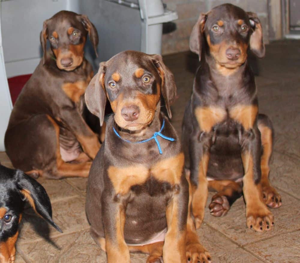 Doberman Pinscher  pups