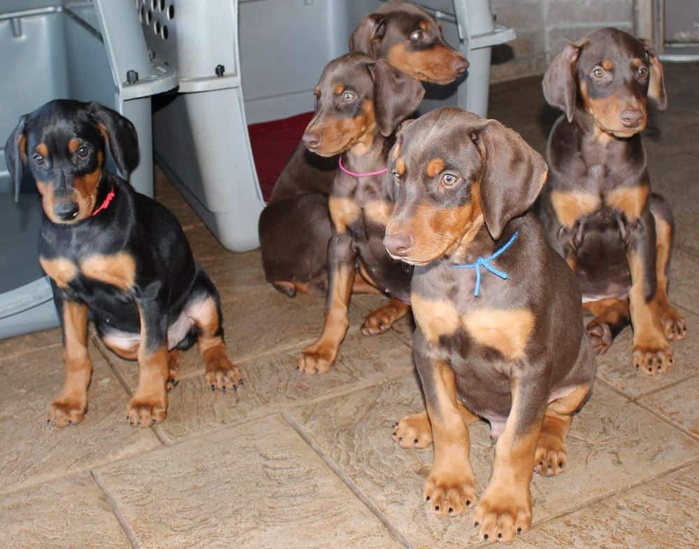 Doberman Pinscher  pups