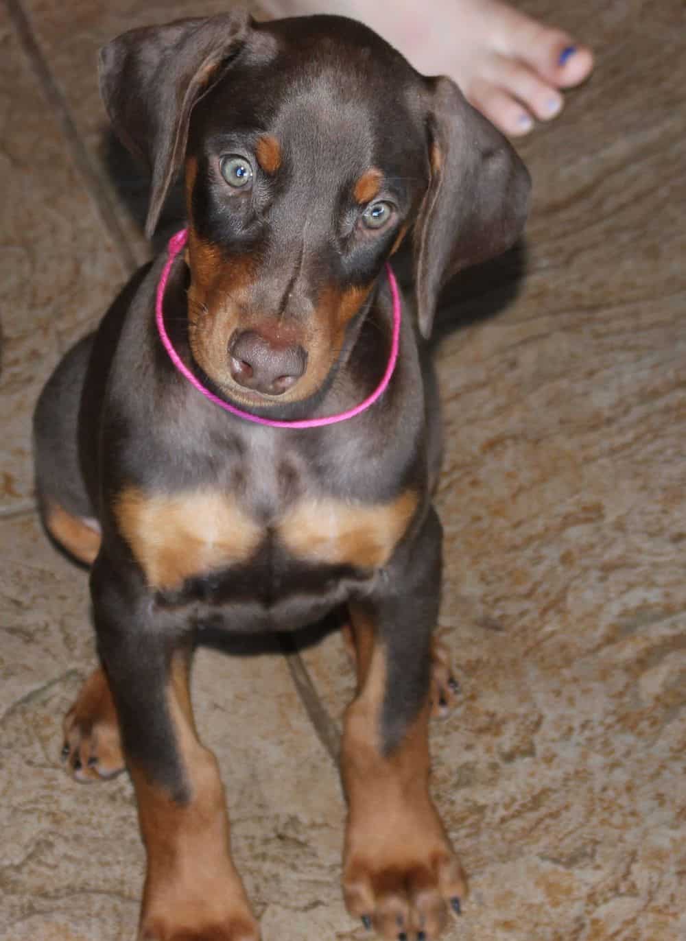 Doberman Pinscher  pups