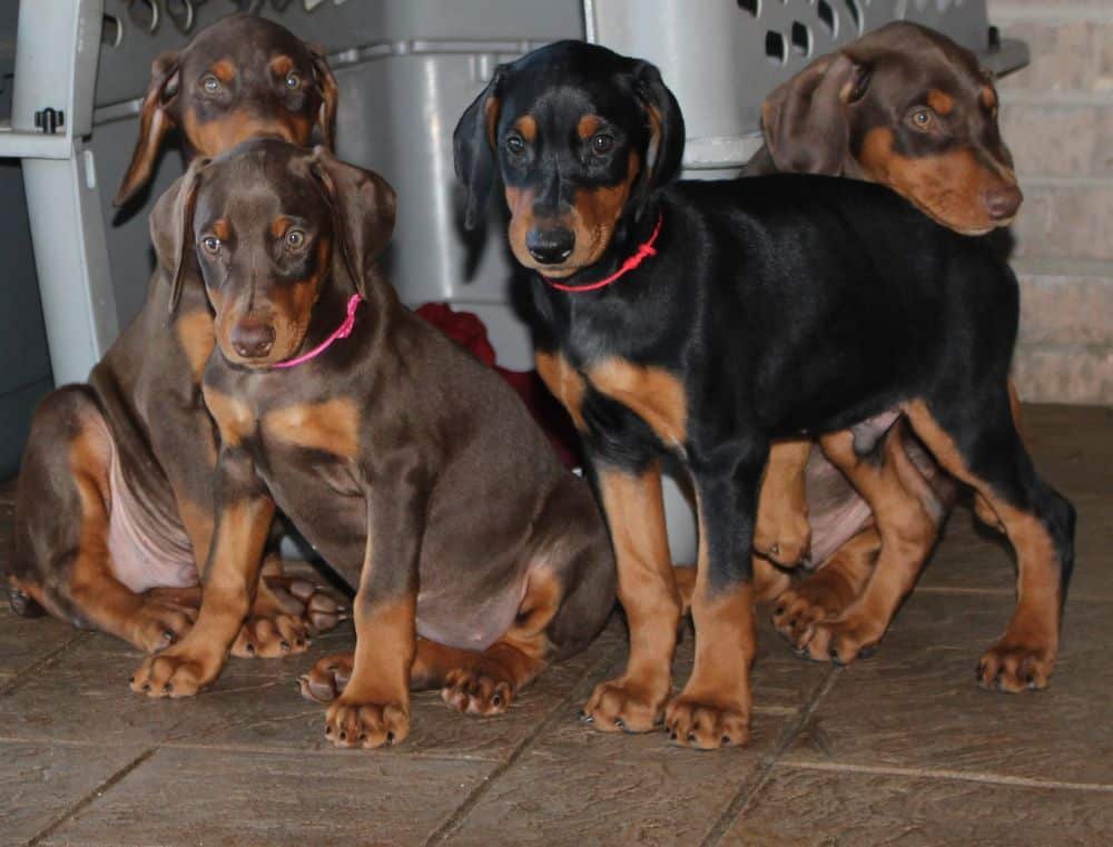 Doberman Pinscher  pups