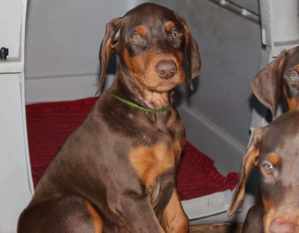 Doberman Pinscher  pups