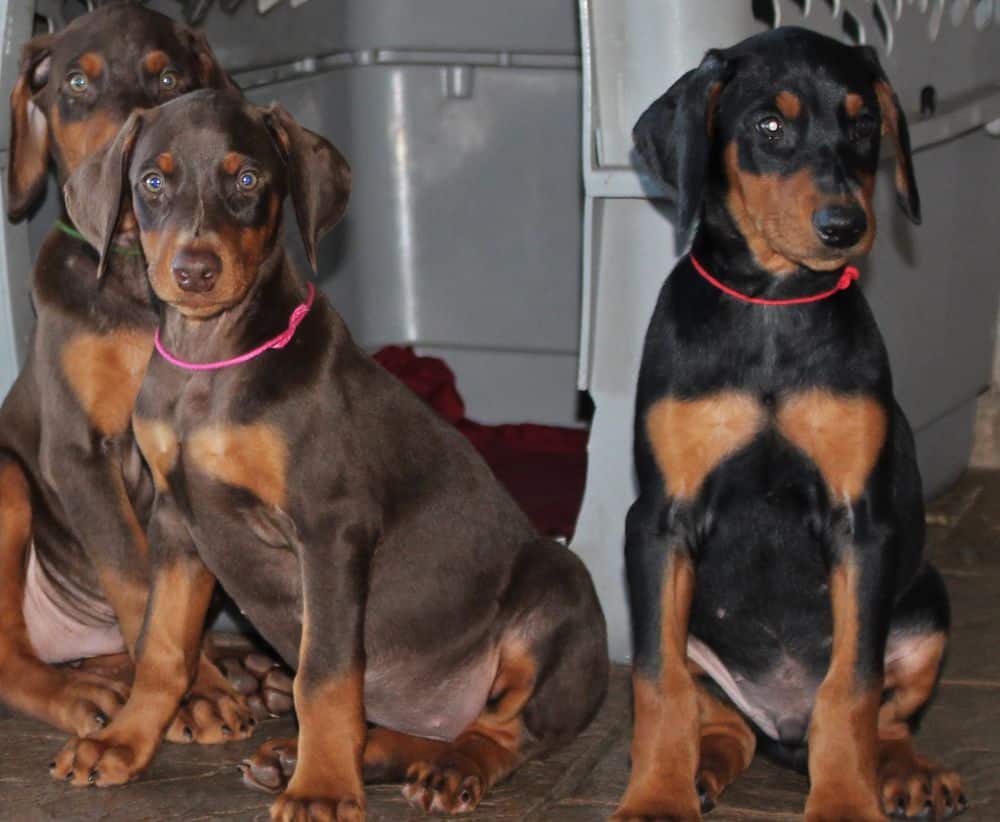 Doberman Pinscher  pups