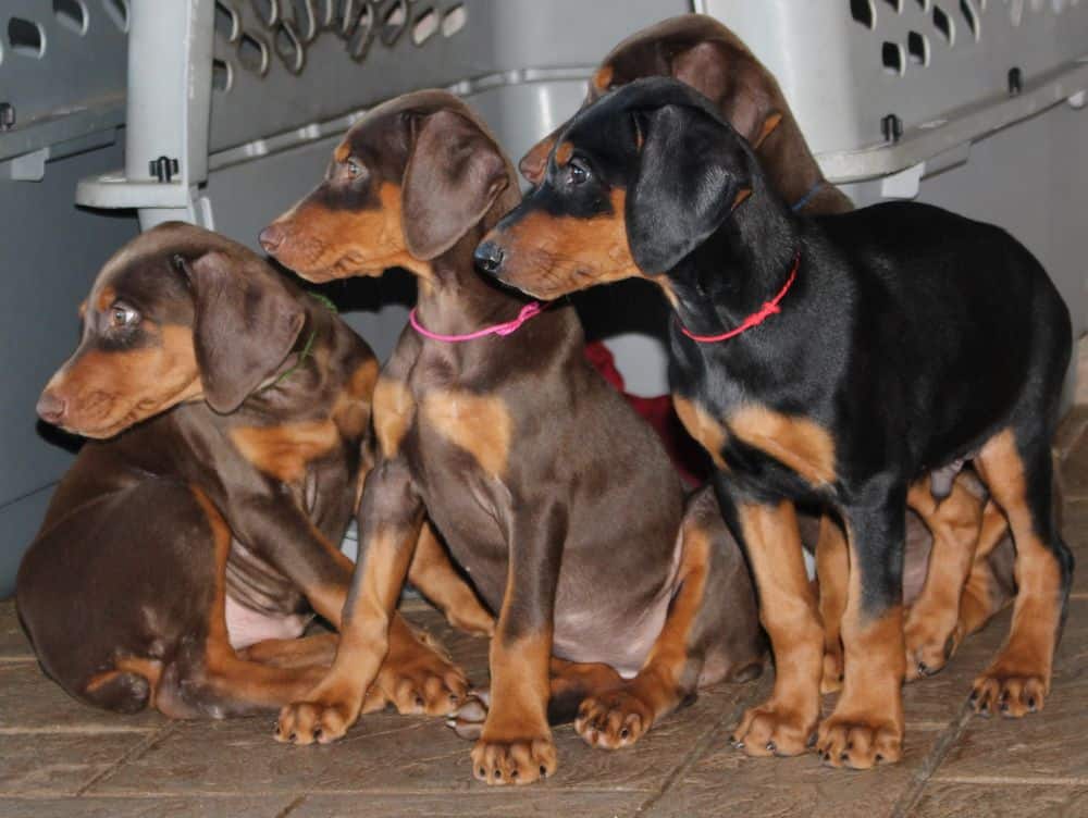 Doberman Pinscher  pups