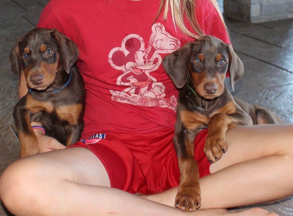 Doberman Pinscher  pups