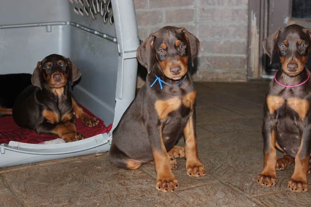 Doberman Pinscher  pups