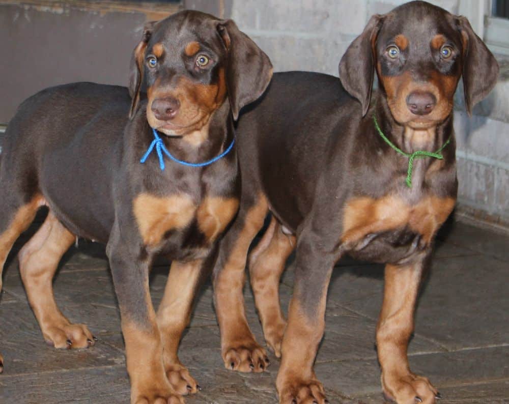 Doberman Pinscher  pups