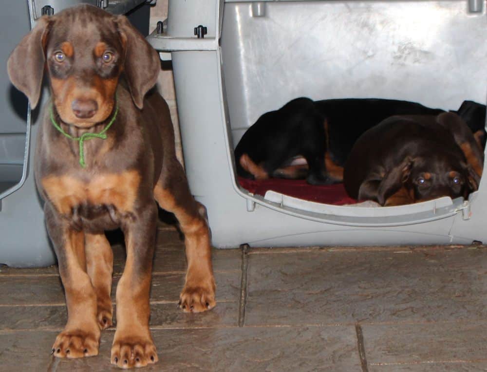 Doberman Pinscher  pups