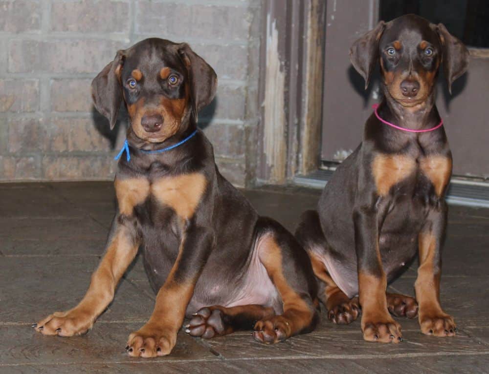 Doberman Pinscher  pups