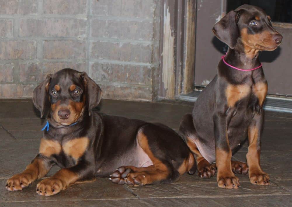 Doberman Pinscher  pups