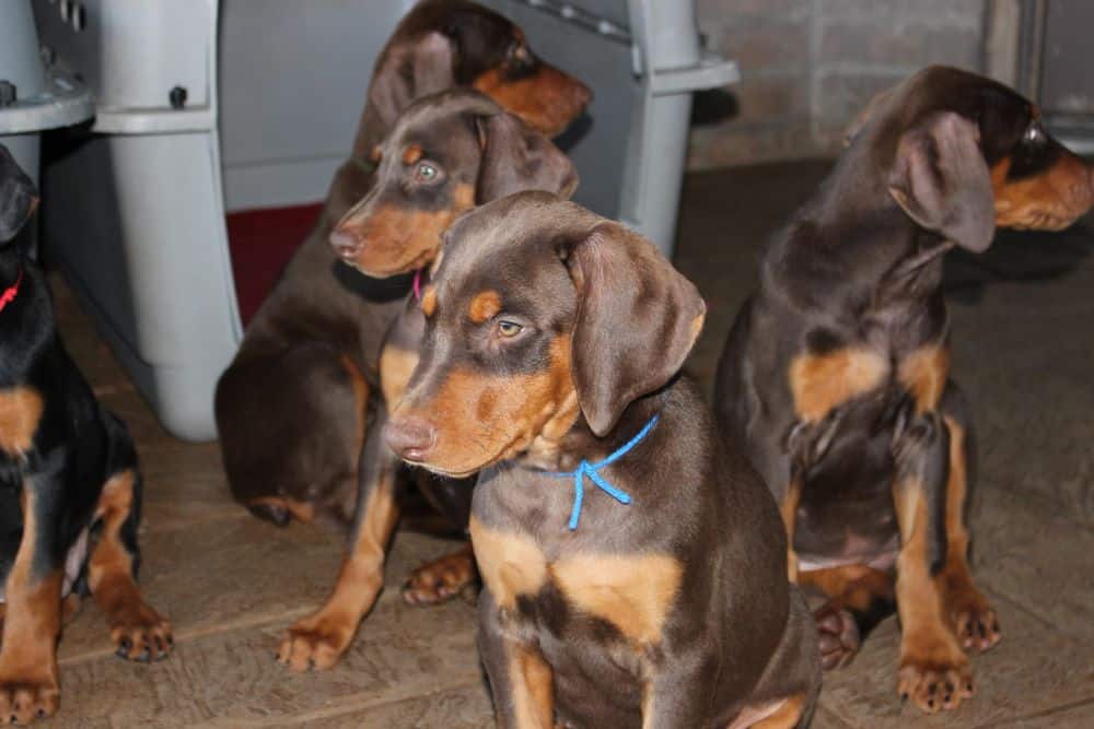 Doberman Pinscher  pups