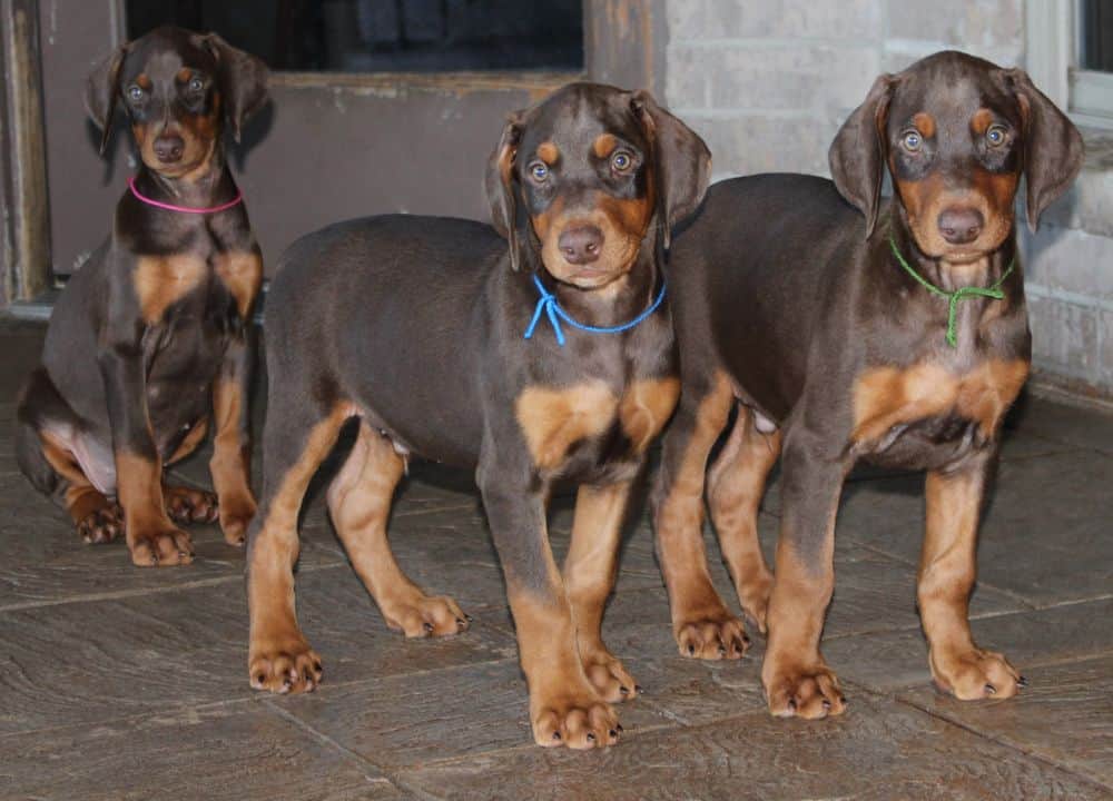 Doberman Pinscher  pups