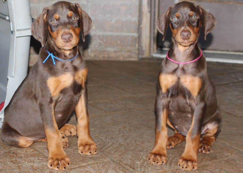 Doberman Pinscher  pups