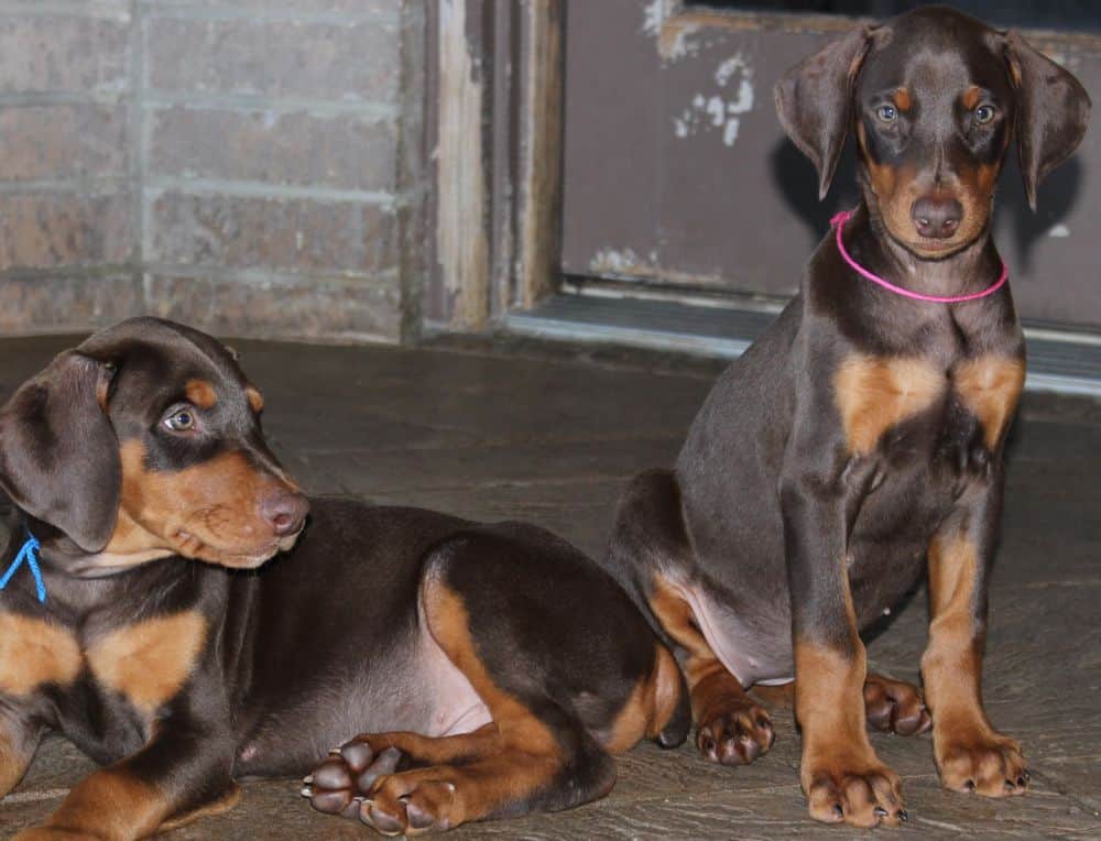 Doberman Pinscher  pups