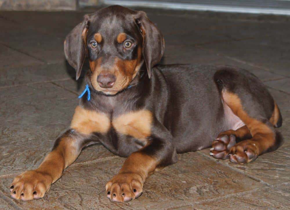 Doberman Pinscher  pups