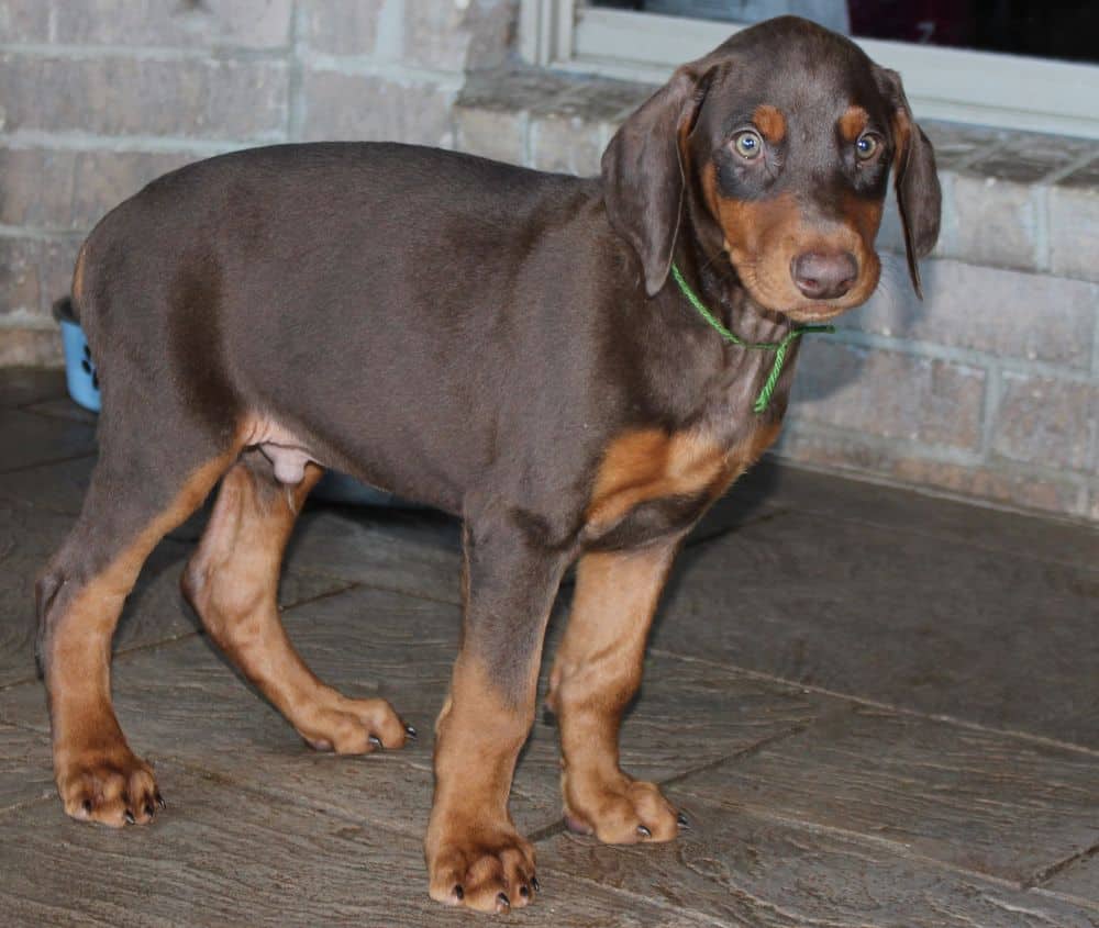 Doberman Pinscher  pups