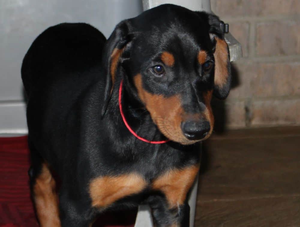 Doberman Pinscher  pups