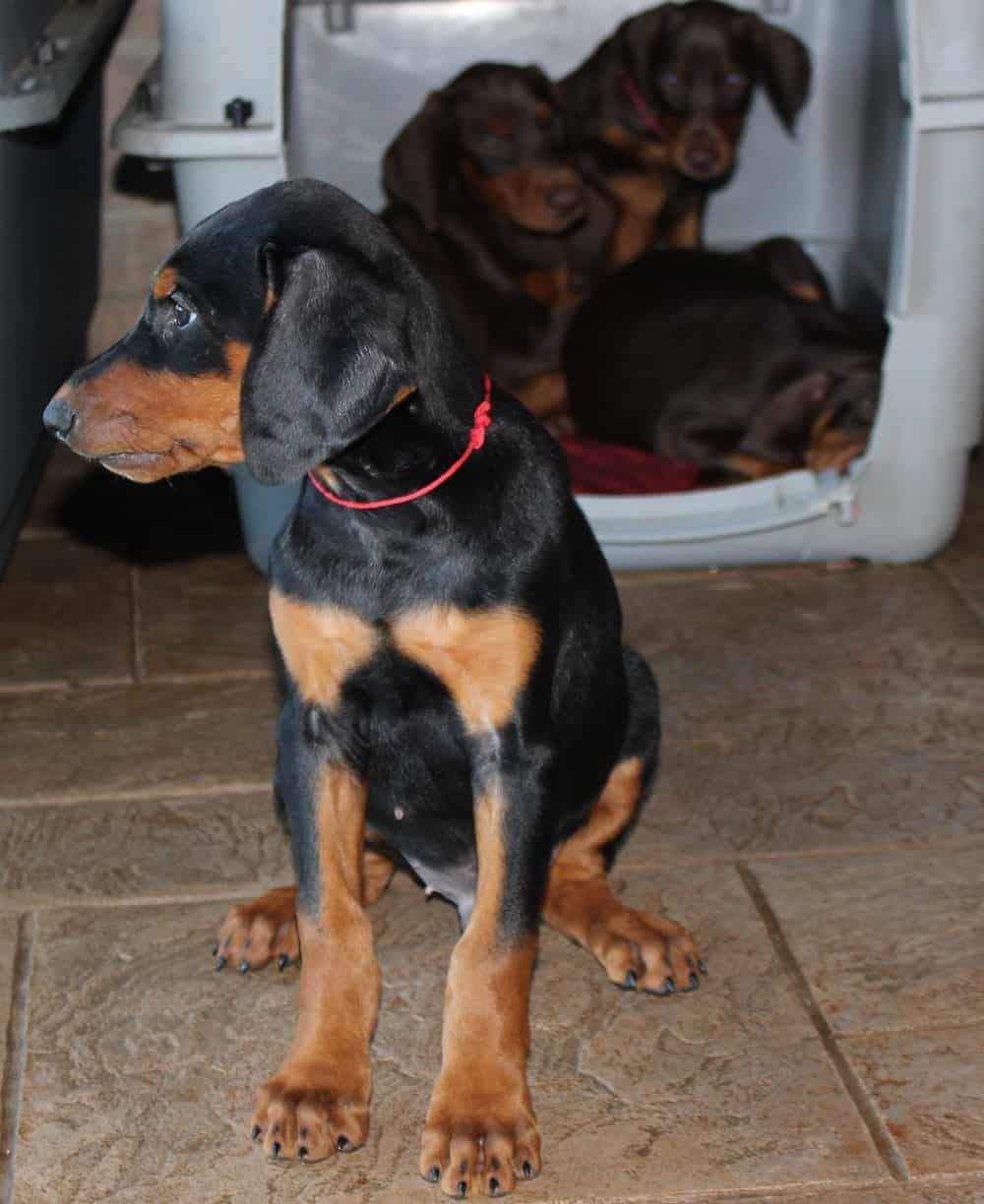 Doberman Pinscher  pups