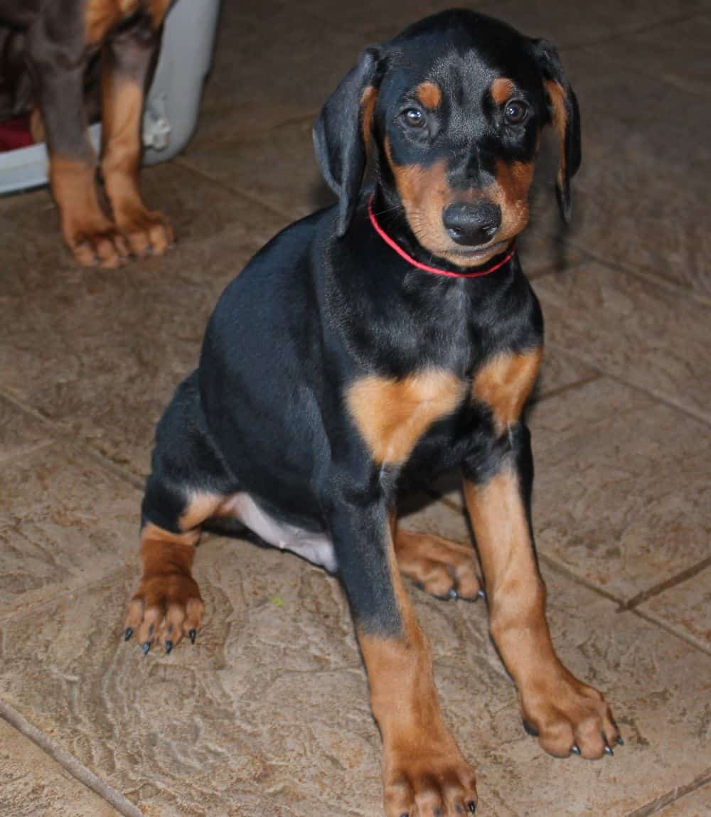 Doberman Pinscher  pups