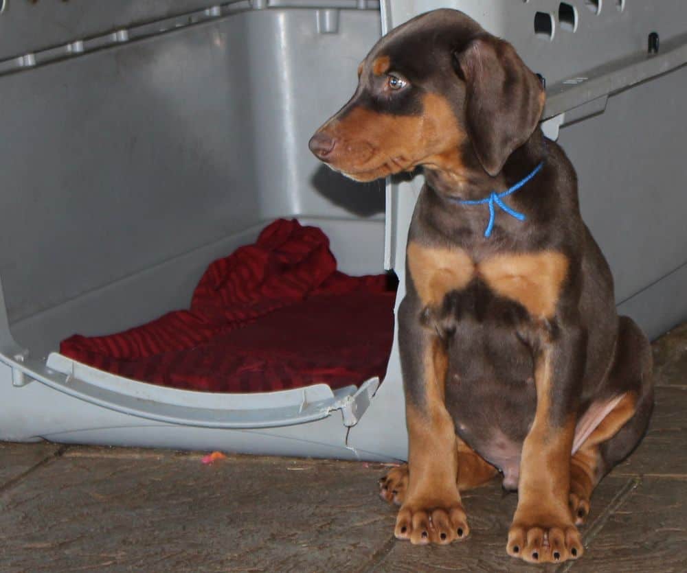 Doberman Pinscher  pups