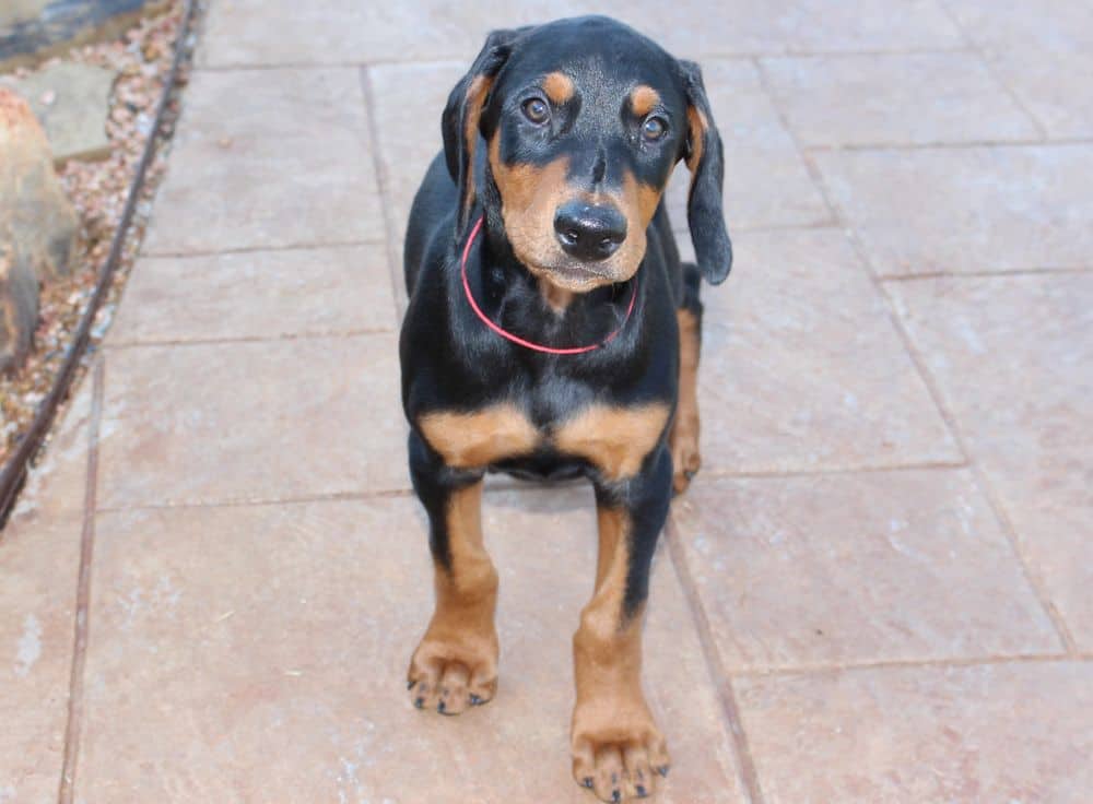 black and rust male Doberman Pinscher puppy