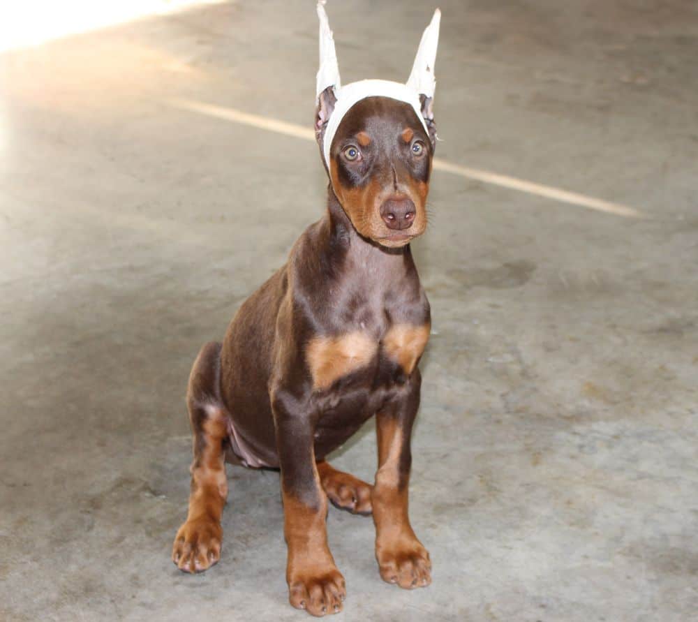 red and rust female Doberman Pinscher puppy