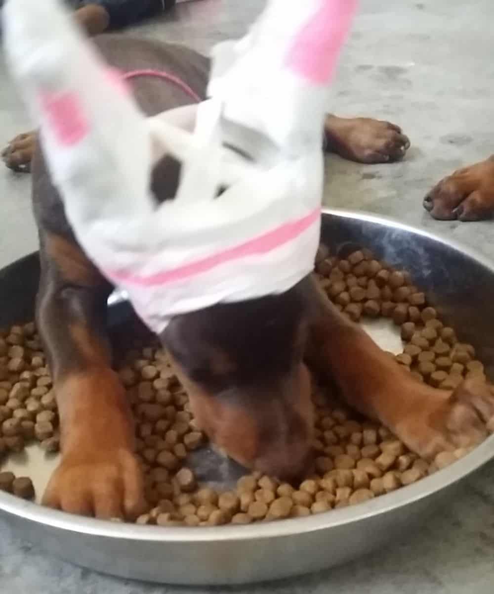 red and rust female Doberman Pinscher puppy