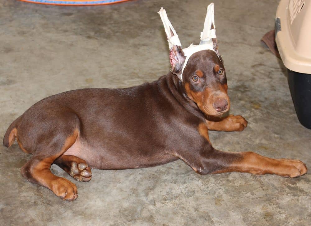 red and rust male Doberman Pinscher puppy