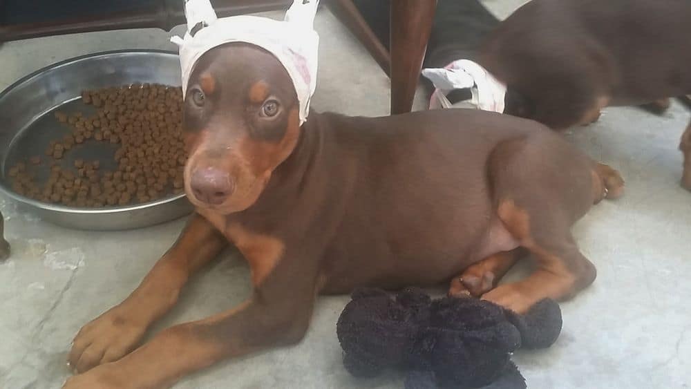 red and rust male Doberman Pinscher puppy