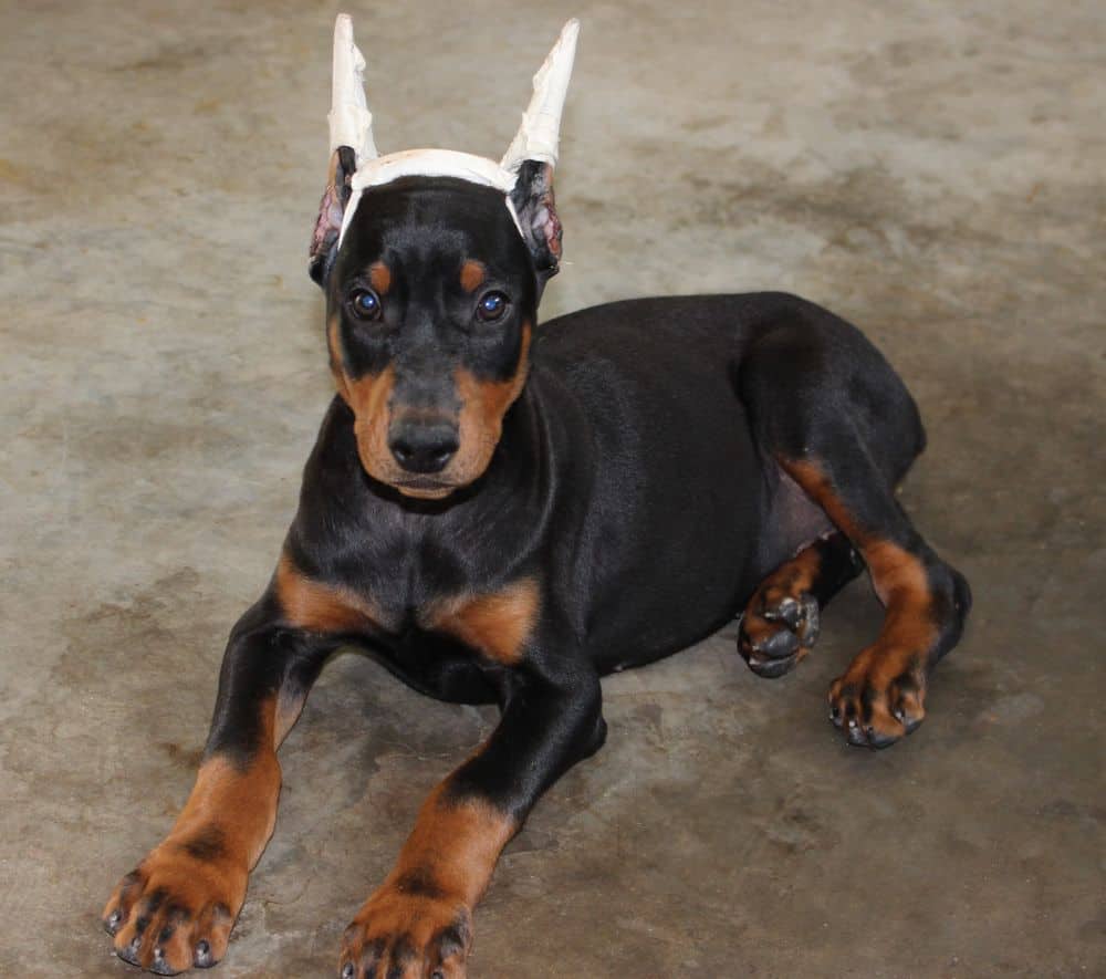 black and rust male Doberman Pinscher puppy