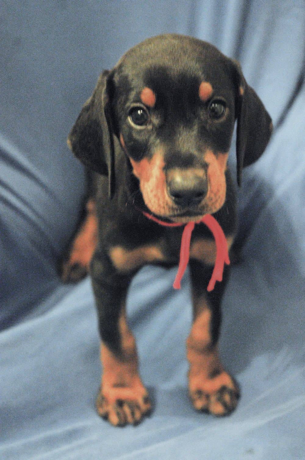 black and rust male Doberman Pinscher  puppy