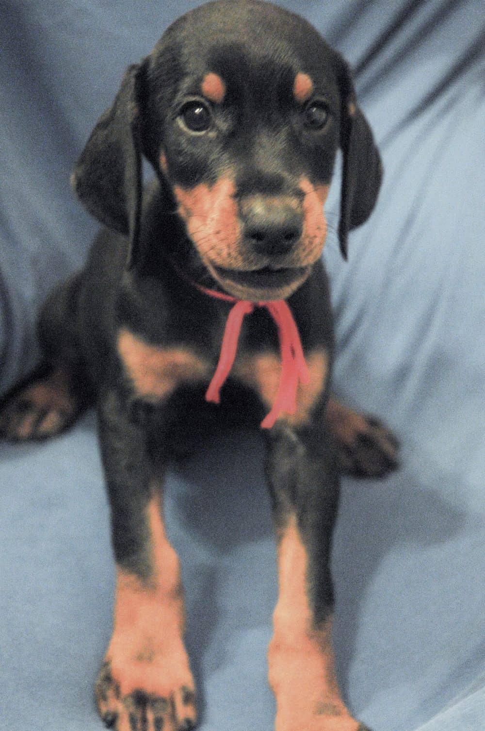 black and rust male Doberman Pinscher  puppy