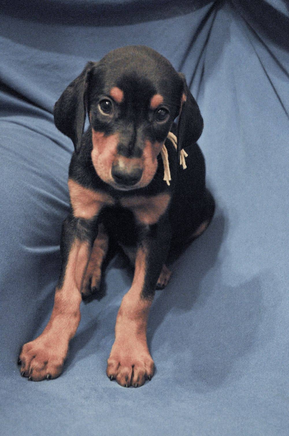 black and rust male Doberman Pinscher  puppy