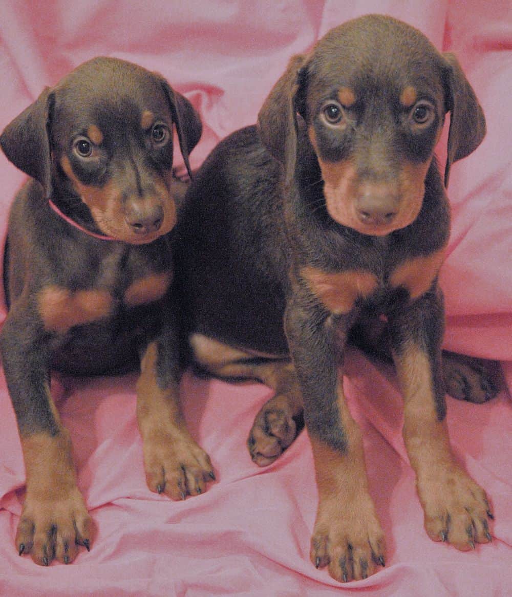 red and rust female Doberman Pinscher  puppy