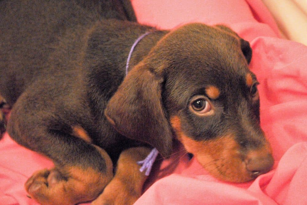 red and rust female Doberman Pinscher  puppy