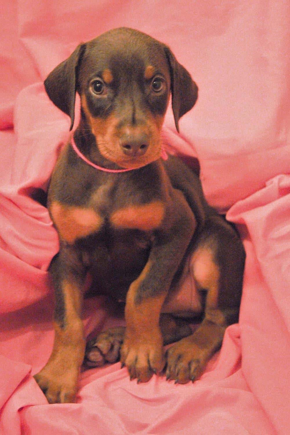 red and rust female Doberman Pinscher  puppy