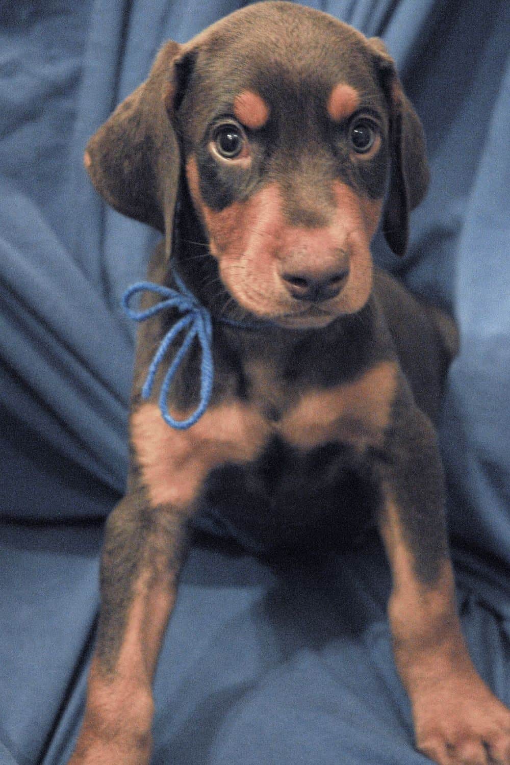 red and rust male Doberman Pinscher  puppy