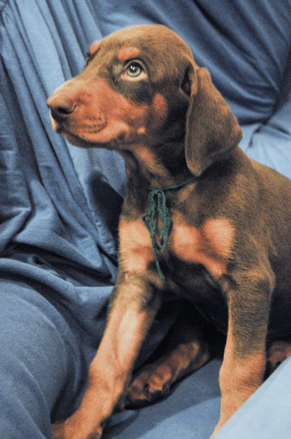 red and rust male Doberman Pinscher  puppy